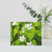 Joyce Kilmer-Slickrock Wilderness Briefkaart (Staand voorkant)