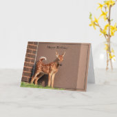 Joyeuse carte d'Anniversaire à queue blanche (Fleur jaune)