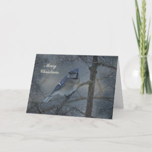 Joyeuse carte de voeux de Noël - Jay bleu en neige