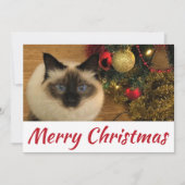 Joyeuse carte postale Christmas Kitty (Devant)