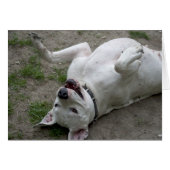 Joyeuse Dogo Argentino (Devant horizontal)