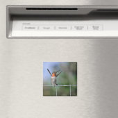 Joyeux Aimant Colibri (In Situ (Lave-vaisselle))