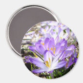 Joyeux Aimant Crocus de printemps (Recto/Verso)