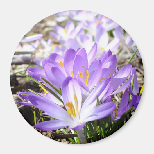 Joyeux Aimant Crocus de printemps (Devant)