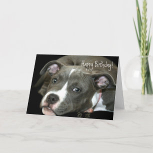 Joyeux Anniversaire bleu Pitbull Puppy carte de vo