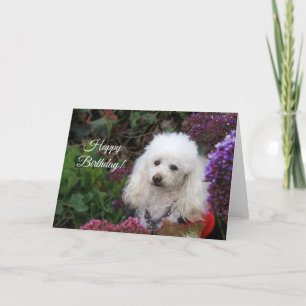 Joyeux Anniversaire Carte chien de caniche