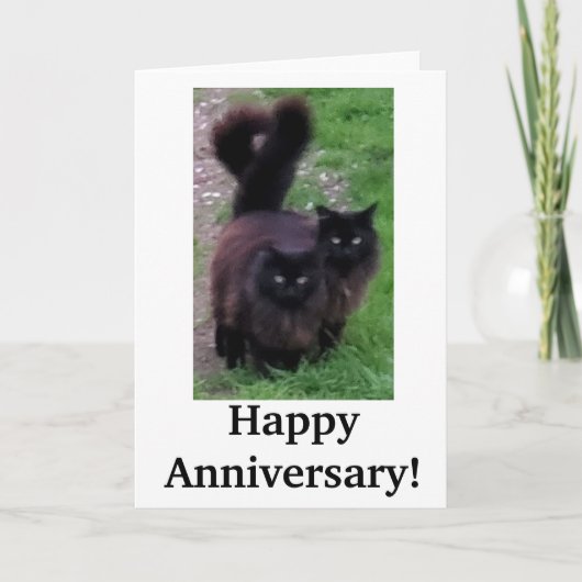Joyeux Anniversaire Carte de Chat (Devant)
