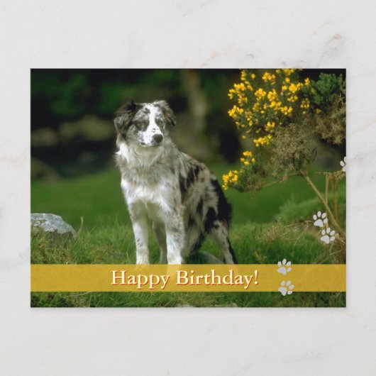 Joyeux anniversaire ! - carte postale chien (Devant)