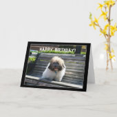 Joyeux Anniversaire Coton de Tulear Puppy carte de (Fleur jaune)