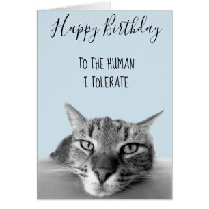 Joyeux Anniversaire De Chat À Humain Je Tolère Fun