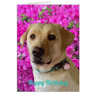 Joyeux anniversaire, Fleur rose de chien du Labrad