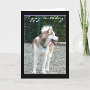 Joyeux anniversaire Siberian Husky carte de voeux