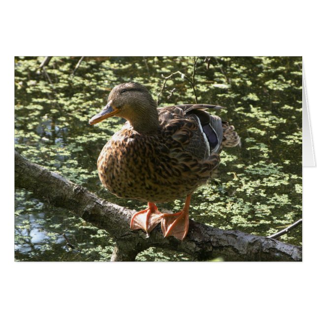 Joyeux canard (Devant horizontal)