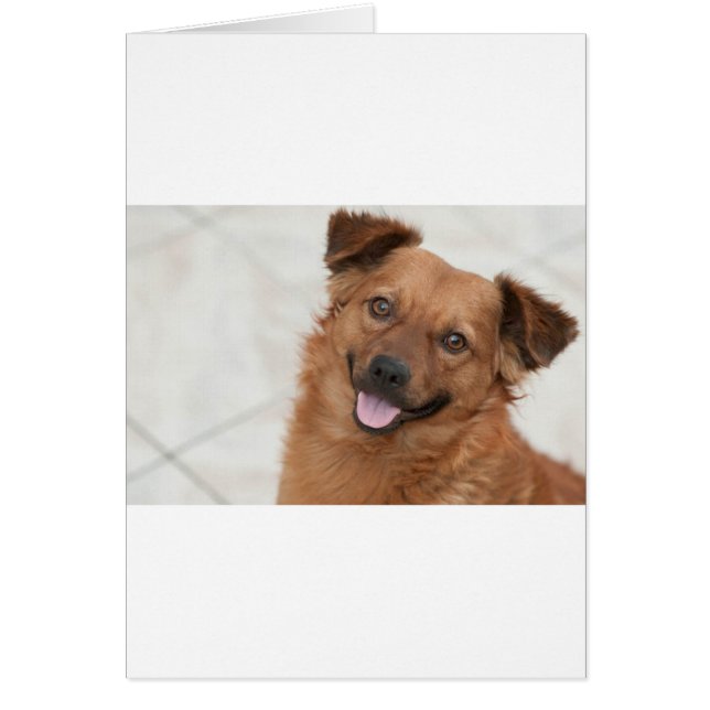 Joyeux Chien Chien Chien Brown (Devant)