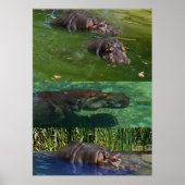 Joyeux Hippopotames Dans Un Étang, Poster (Devant)