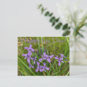 Joyeux Iris Day ! Carte postale (Debout devant)