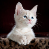 Joyeux Mugs du Nouvel An 2024