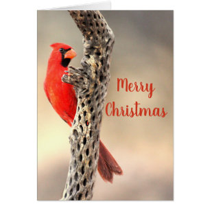 Joyeux Noël Cardinal rouge