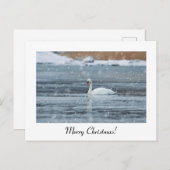 Joyeux Noël carte postale de cygne à neige (Devant / Derrière)