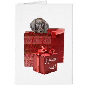 Joyeux Noël German shorthaired pointer puppy
