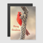 Joyeux Noël Magnet Cardinal du Nord (Devant / Derrière)