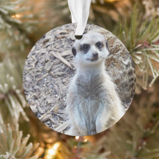 Joyeux Petit Meerkat, (Arbre)