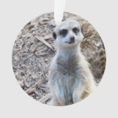 Joyeux Petit Meerkat, (devant)
