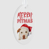 Joyeux portrait de chien de Terrier de pitbull de (devant)