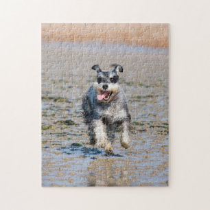 Joyeux Schnauzer S'Écoutant Sur Le Puzzle De La P
