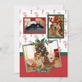 Joyeux Sucre de canne de Noël Vaches Photo Carte d (Dos)