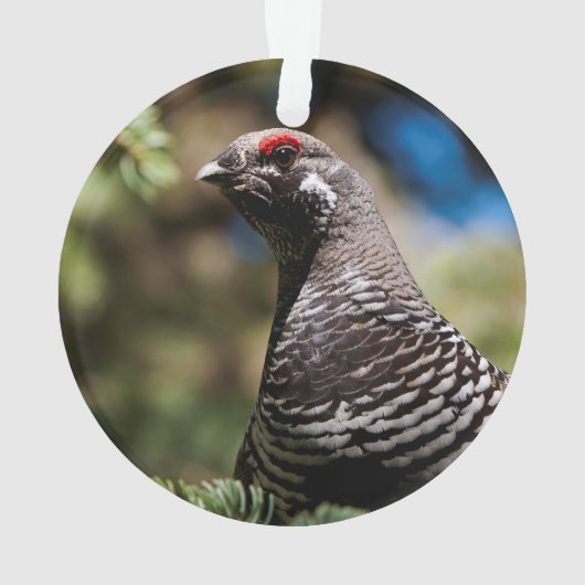 Joyeux Tétras d'épinette (dos)