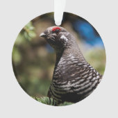 Joyeux Tétras d'épinette (devant)