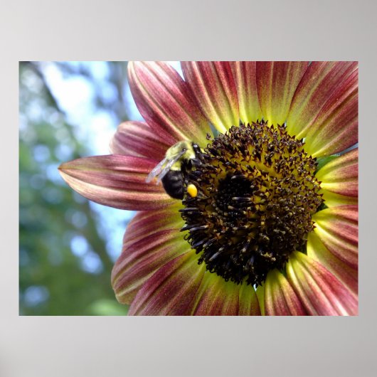 Joyeux Tournesol Rouge N Bee Poster (Devant)