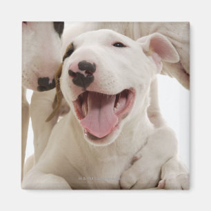 Joyful Bull-doodsbannen Magneet