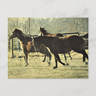 Joyful Horses Briefkaart