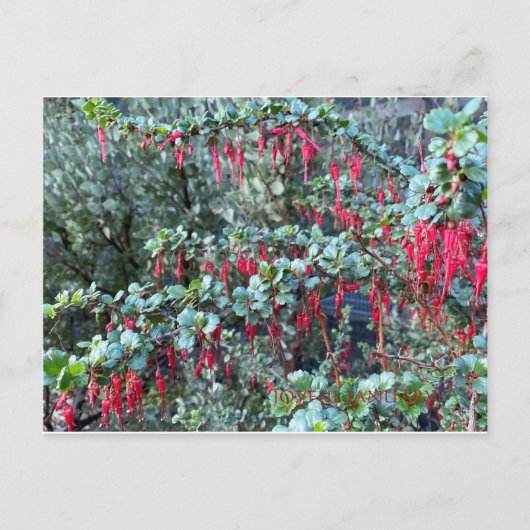 JOYFUL JANUARI! BRIEFKAART (Voorkant)