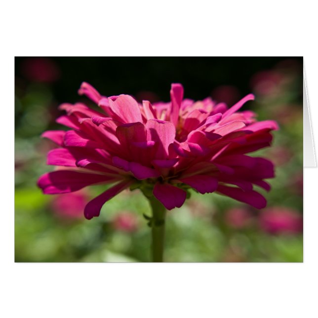 Joyful Zinnia (Voorkant Horizontaal)