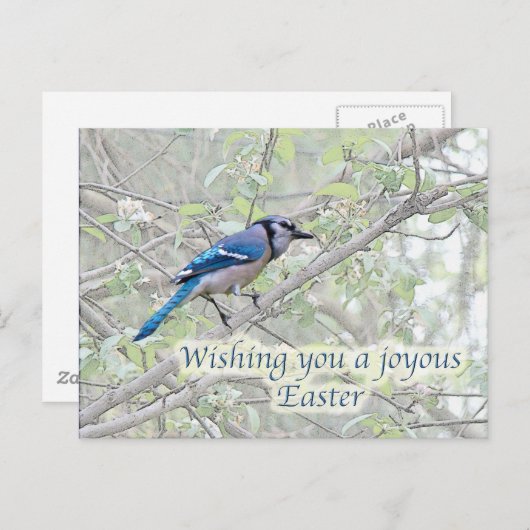 Joyous Easter Blue Jay Songbird Feestdagenkaart (Voorkant / Achterkant)