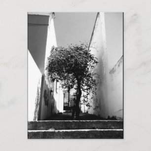 JTG Art Briefkaart "Tree in Kaapstad"