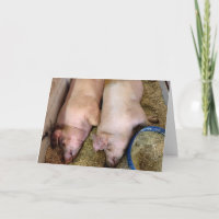Jubilea paar varkens in de varkensstal