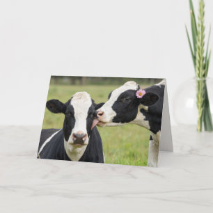 Jubileum Holstein-koe kust in weiland op boerderij Kaart
