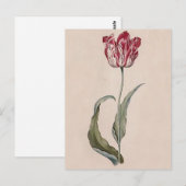 Judith Leyster Tulip Briefkaart (Voorkant / Achterkant)
