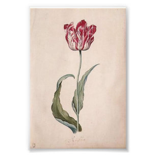 Judith Leyster Tulip Print Foto Afdruk