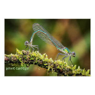Juffers Macro - Iridiserende Liefde op Mos Perfect Poster