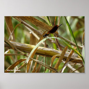 Juffers onder de bamboe poster