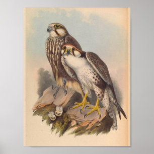 Jugger Falcon Bird  Art Print