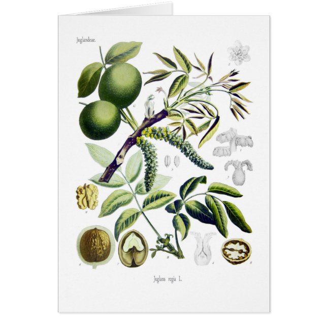 Juglans regia (noix) (Devant)