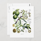 Juglans regia (walnoot) briefkaart (Voorkant / Achterkant)