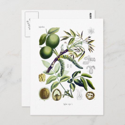 Juglans regia (walnoot) briefkaart (Voorkant / Achterkant)
