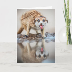 Juicht toe! Meerkat - de Groeten van Seizoenen Feestdagen Kaart